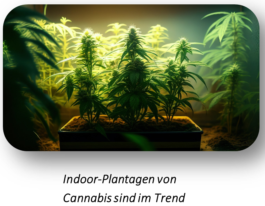 Cannabissucht